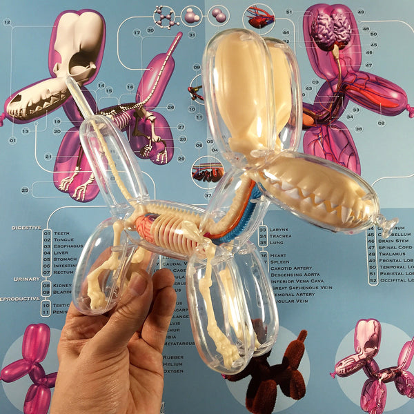 Pneumatic Anatomica