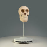 Rangerus Adastra Plasticus