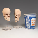 Vacuus Juvenilis (Large Skulls)