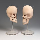 Vacuus Juvenilis (Large Skulls)