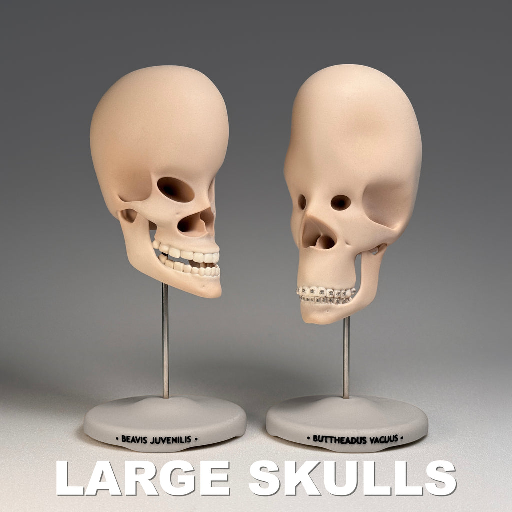 Vacuus Juvenilis (Large Skulls)
