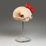 Felis Catus Salve (Large Skull)
