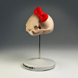 Felis Catus Salve (Skull)