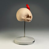 Felis Catus Salve (Skull)