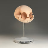 Labubus Feroculus (Skull)