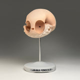 Labubus Feroculus (Skull)
