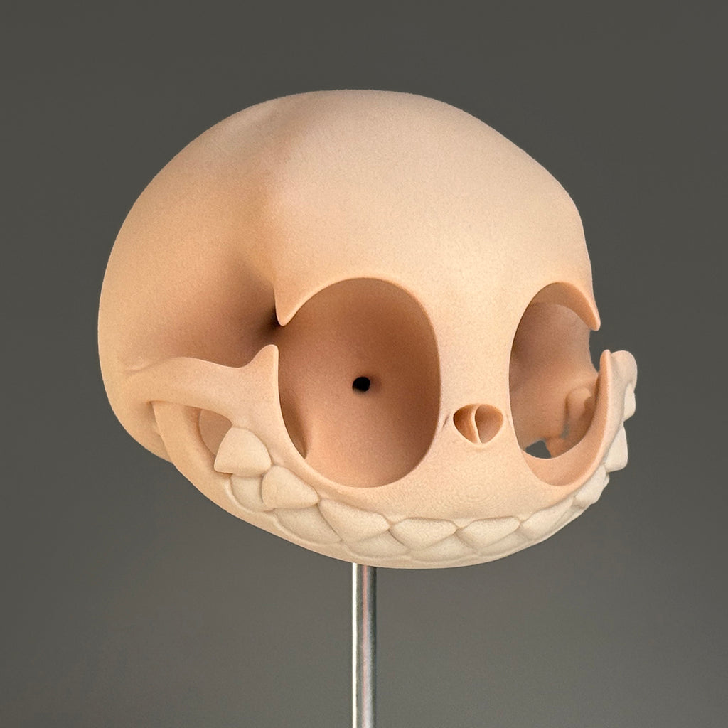 Labubus Feroculus (Skull)