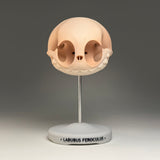 Labubus Feroculus (Skull)