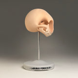 Labubus Feroculus (Skull)