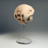 Pacus Devourum (Large Skull)