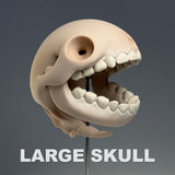 Pacus Devourum (Large Skull)
