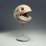 Pacus Devourum (Large Skull)