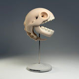 Pacus Devourum (Large Skull)