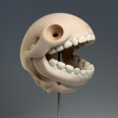 Pacus Devourum (Large Skull)