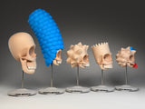 Cranium Simpsonicum (Large Skulls)
