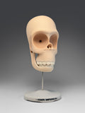 Cranium Simpsonicum (Large Skulls)
