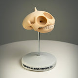 Squeakus Alienus Tripoculus